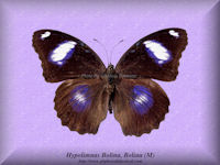 157-butterfly-Hypolimnas bolina bolina-(M)-New-Zealand